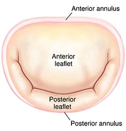 Mitral Annulus