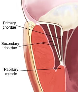 Chordae Tendinae