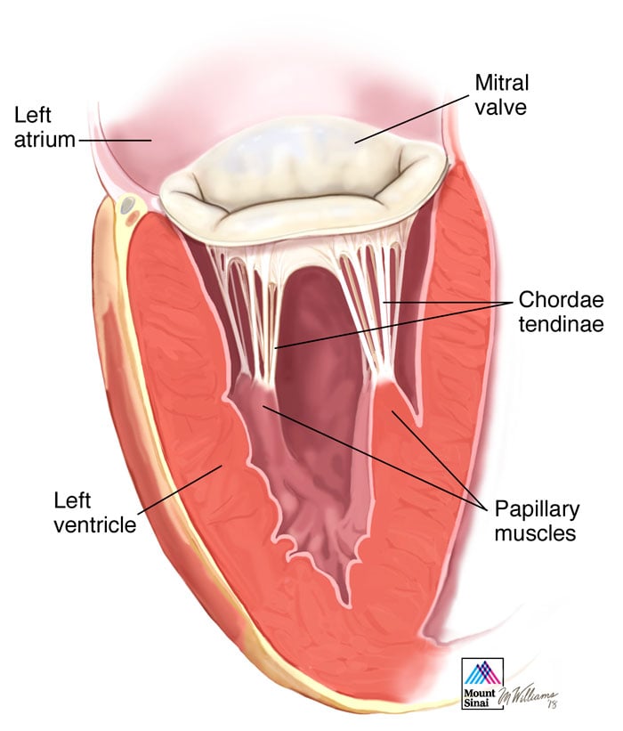 Nail Anatomy - YouTube